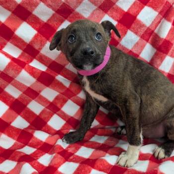 Puppy C -  Mixed Breed Dog for Adoption in Jefferson City, Tennessee - Puppy C | PetCurious