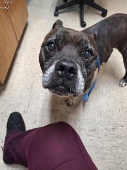 Boxer and Mixed Breed Dogs Available for Adoption in Killeen, Texas - MONK | PetCurious