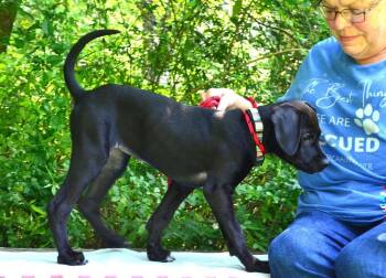 Jackie -  Labrador Retriever and Terrier Dog for Adoption in Willingboro, New Jersey - Jackie | PetCurious