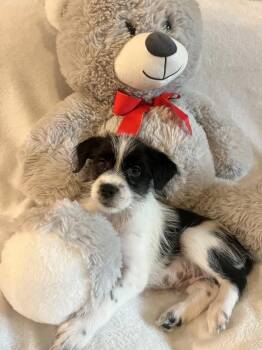 Bruce -  Jack Russell Terrier Dog for Adoption in Sedalia, Colorado - Bruce | PetCurious