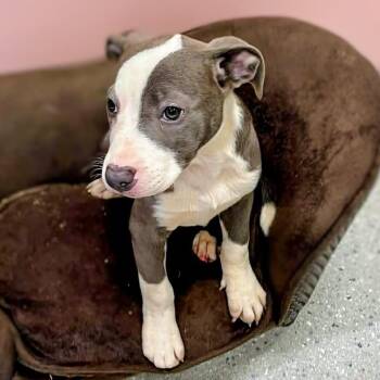 Margo -  Mixed Breed Dog for Adoption in Huntsville, Arkansas - Margo | PetCurious