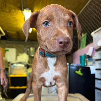 Valarie -  Labrador Retriever and Hound Dog for Adoption in Griswold, Connecticut - Valarie | PetCurious