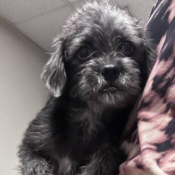 Eddie -  Miniature Schnauzer and Shih Tzu Dog for Adoption in Scottsdale, Arizona - Eddie | PetCurious