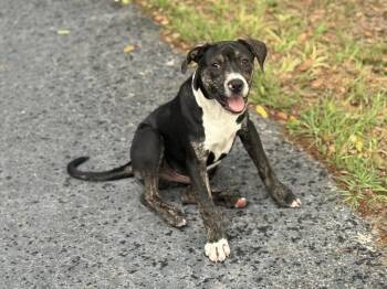 Mixed Breed Dogs Available for Adoption - Spot | PetCurious