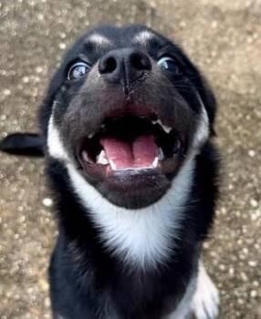 Tulip -  Shepherd and Mixed Breed Dog for Adoption in Kansas City, Missouri - Tulip | PetCurious