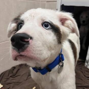 Husky Dogs Available for Adoption in Honesdale, Pennsylvania - Bandit | PetCurious