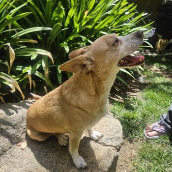 Kosmo -  Mixed Breed and Cardigan Welsh Corgi Dog for Adoption in Fresno, California - Kosmo | PetCurious