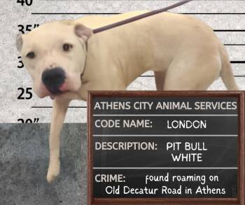 Pit Bull Terrier Dogs Available for Adoption in Athens, Alabama - LONDON | PetCurious