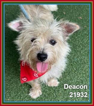 DEACON -  Terrier and West Highland White Terrier Westie Dog for Adoption in Marietta, Georgia - DEACON | PetCurious