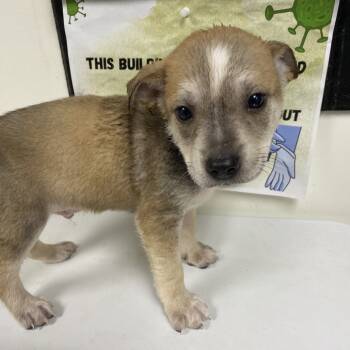 Rescue Australian Cattle Dog Blue Heeler and Labrador Retriever Dogs for Adoption in Parrish, Alabama - Riddick | PetCurious