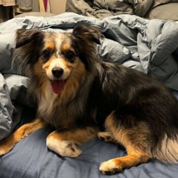 Australian Shepherd Dogs Available for Adoption in Hartland, Wisconsin - Luna-Foster Home Needed | PetCurious