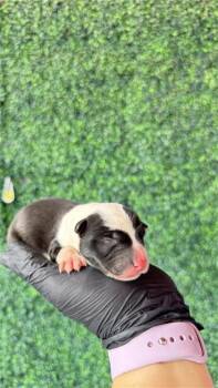 61181865 -  Mixed Breed Dog for Adoption in El Paso, Texas - 61181865 | PetCurious