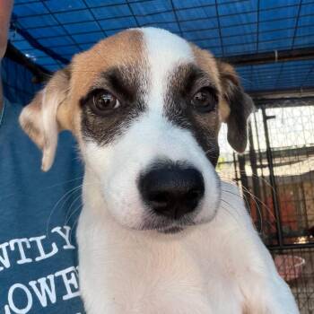 JJ -  Mixed Breed Dog for Adoption in Lake Jackson, Texas - JJ | PetCurious