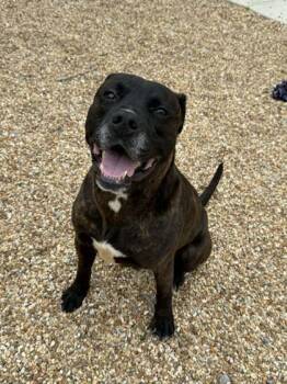 Mixed Breed Dogs Available for Adoption - Dexter | PetCurious