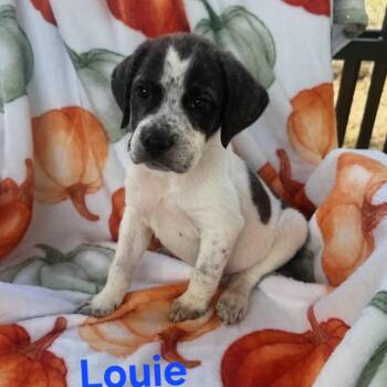 Louie -  Bulldog and Mixed Breed Dog for Adoption in Blairstown, New Jersey - Louie | PetCurious