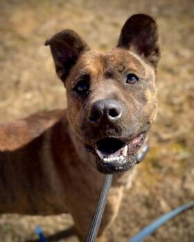 Mixed Breed Dogs Available for Adoption - Montel | PetCurious