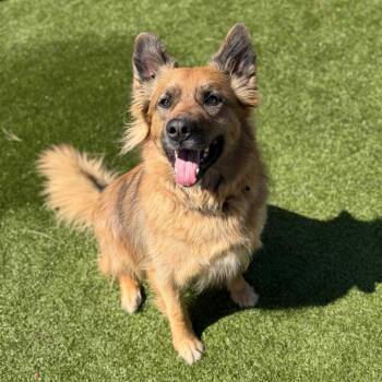 German Shepherd Dog and Golden Retriever Dogs Available for Adoption in Cody, Wyoming - Duke | PetCurious