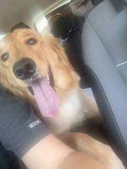Golden Retriever Dogs Available for Adoption in Tustin, California -  Golden Retriever Puppy  | PetCurious