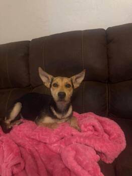 Wrigley -  Terrier and Shepherd Dog for Adoption in Shawnee, Oklahoma - Wrigley | PetCurious