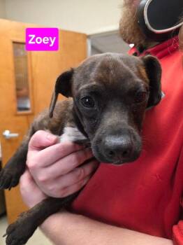 Rescue Boston Terrier and Dachshund Dogs for Adoption in Sudbury, Massachusetts - Zoey | PetCurious