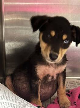Zara Hope -  German Pinscher and Australian Kelpie Dog for Adoption in Milton, Georgia - Zara Hope | PetCurious