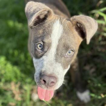 Cattle Dog and Pit Bull Terrier Dogs Available for Adoption - Toby LW | PetCurious