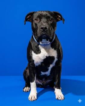 Mixed Breed Dogs Available for Adoption in Jacksonville, Florida - LOKI | PetCurious