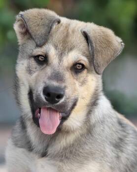 Tyson von Harthausen -  German Shepherd Dog Dog for Adoption in Los Angeles, California - Tyson Von Harthausen | PetCurious