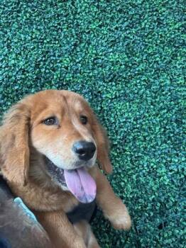 61539200 -  Golden Retriever and Mixed Breed Dog for Adoption in El Paso, Texas - 61539200 | PetCurious