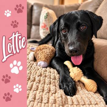 Lottie -  Black Labrador Retriever Dog for Adoption in Shinnston, West Virginia - Lottie | PetCurious