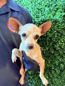 Chihuahua and Mixed Breed Dogs Available for Adoption - 60319183 | PetCurious