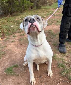 Rescue Pit Bull Terrier Dogs for Adoption in Montgomery, New Jersey - Ressa | PetCurious