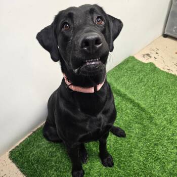 Dudley -  Black Labrador Retriever Dog for Adoption in Columbia, Missouri - Dudley | PetCurious