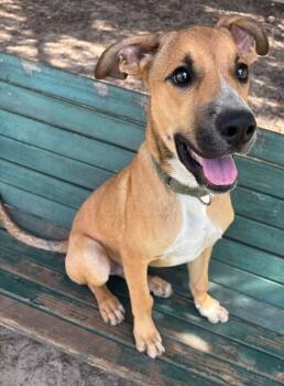 Rescue Mixed Breed Dogs for Adoption in Ocala, Florida - Ruston | PetCurious