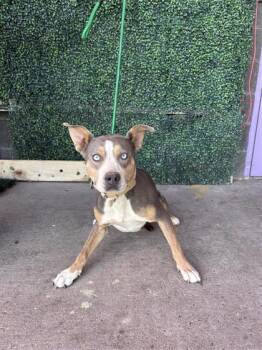 61588280 -  Pit Bull Terrier and Mixed Breed Dog for Adoption in El Paso, Texas - 61588280 | PetCurious