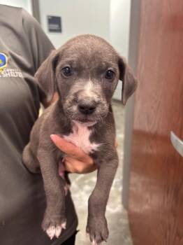 Pit Bull Terrier Dogs Available for Adoption in Gautier, Mississippi - Tater Tot | PetCurious