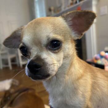 T-Rex -  Chihuahua Dog for Adoption in Hillsborough, North Carolina - T-Rex | PetCurious