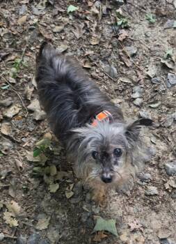 Penny -  Yorkshire Terrier Dog for Adoption in Hillsborough, North Carolina - Penny | PetCurious