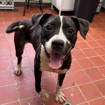 Macy -  Boxer and Mixed Breed Dog for Adoption in West Point, Mississippi - Macy | PetCurious