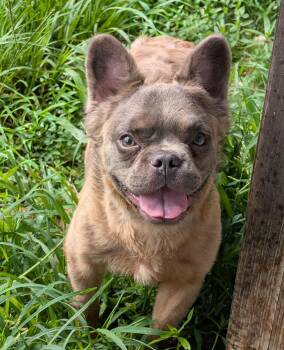 Maui -  French Bulldog Dog for Adoption in Baton Rouge, Louisiana - Maui | PetCurious