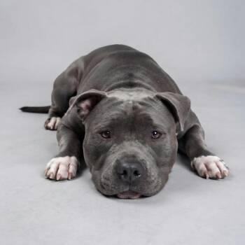 Tank -  Staffordshire Bull Terrier Dog for Adoption in Enid, Oklahoma - Tank | PetCurious