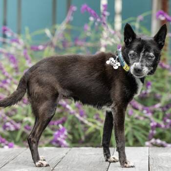 Mila -  Chihuahua Dog Available for Adoption in Pacific Grove, California - Mila | PetCurious