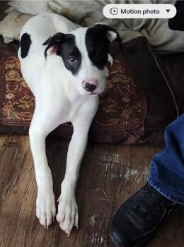 Labrador Retriever Dogs Available for Adoption in San Antonio, Texas - CANO | PetCurious