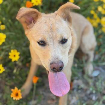 Labrador Retriever and Shepherd Dogs Available for Adoption in San Diego, California - Trudy | PetCurious