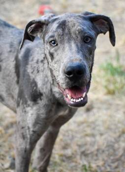 Rescue Great Dane Dogs for Adoption in Indianapolis, Indiana - Blue | PetCurious