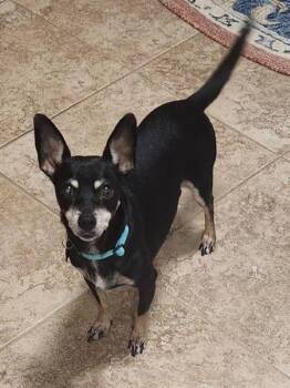 Rescue Chihuahua Dogs for Adoption in Tulsa, Oklahoma - BellaJane | PetCurious