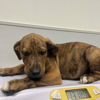 Makana -  Plott Hound and Mixed Breed Dog for Adoption in Clearwater, Florida - Makana | PetCurious