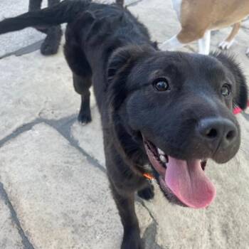 Mixed Breed Dogs Available for Adoption in Boone, Iowa - Grace | PetCurious