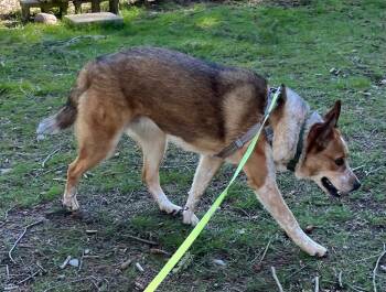 Australian Shepherd and Australian Cattle Dog Blue Heeler Dogs Available for Adoption - Riggs | PetCurious