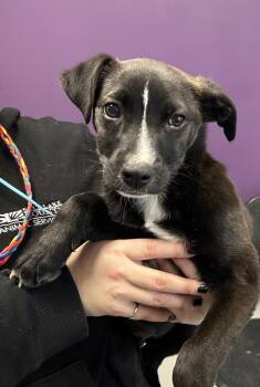 Labrador Retriever Dogs Available for Adoption - *Watson* | PetCurious